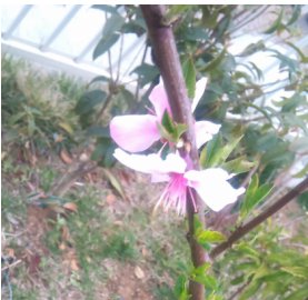 アーモンドの花